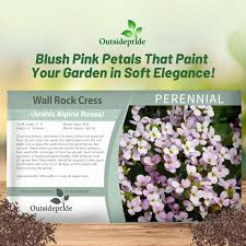 Image result for Arabis