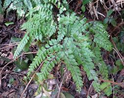 Image result for Adiantum hispidulum