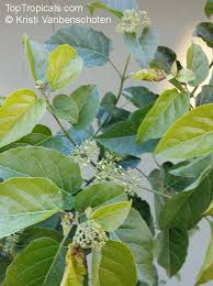 Image result for Premna serratifolia