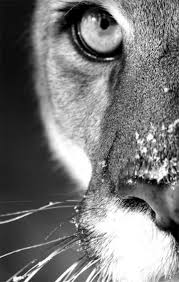 Beautiful Black And White Animal Photography Super Photography Black And White Animals Beautiful Cats Ideas Cats Photography Animals Black And White Black And White Lion Animals Beautiful