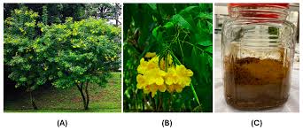 Image result for Tecoma stans