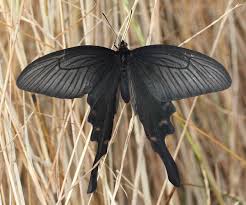 Image result for Arthropteris anniana