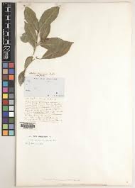 Image result for Rinorea brachypetala