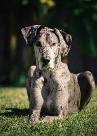What Is A Merle Great Dane Merle Great Danes Great Dane Grey Great Dane