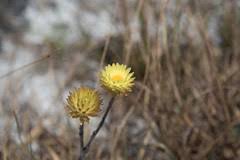 Image result for Megalochlamys hamata