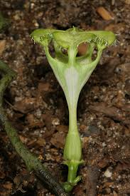 Image result for Ceropegia monteiroae