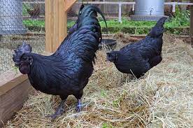 This Rare Goth Chicken Is 100 Black From Its Feathers To Its Internal Organs And Bones Black Chickens Chicken Breeds Rare Chicken Breeds