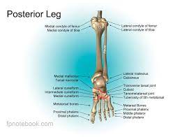Depending on the cause, leg lumps may be single or while these conditions are rare, both benign and malignant tumors of the skin, soft tissues, or bones can sometimes feel. Foot Anatomy
