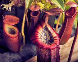 Image result for Nesaea erecta