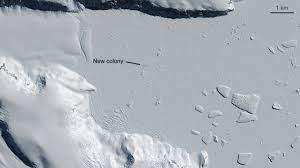 A penguin's body has a streamlined shape and developed muscles of the chest keel, which sometimes amounts to a quarter of the total weight of this bird. Esa Discovering New Penguin Colonies From Space