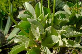 Image result for Cyphostemma lanigerum