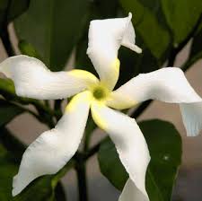 Image result for Tabernaemontana eglandulosa