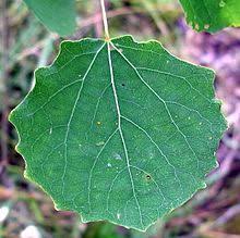 The satisfaction of growing our own food has become a truly enjoyable pastime that many of us have come to. Populus Wikipedia