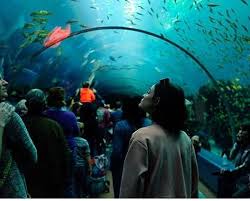 Lucy And The Aquarium Aquarium Pictures Photo Instagram
