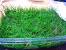 Carpeting Aquarium Plants
