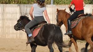 The Effect Of Rider Weight On Horse Performance The 1