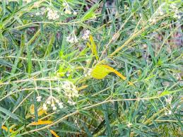 Image result for Aneilema brunneospermum