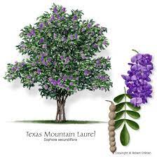 As you drive around north texas, you can spot and identify their beautiful flowers in pink or white. Tree That Smells Like Grape Soda Google Search Mountain Laurel Texas Mountain Laurel Small Backyard Gardens
