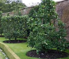 Quincunx And 12 Apostles Trained Trees Garden Styles Garden Wall Beautiful Gardens