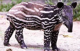 Mengandungi bahan yang diubahsuai secara tertakluk kepada peruntukan di dalam seksyen 17 (2) akta makanan haiwan 2009, pengusaha. Tapir Adalah Tapir Plain Sifatnya 2021