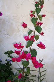 Video shows how to plant and grow bougainvillea from cuttings. Rooting Bougainvillea Cuttings