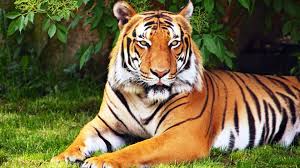 We have 71+ amazing background pictures carefully picked by our community. 23 Bengal Tiger Wallpapers Wallpaperboat