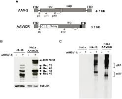 Image result for White 1998 AAV