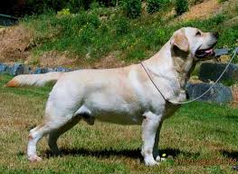 After all, labs are one of the most popular dog breeds in the world. Blackthorn Rocks U Too Labrador Retriever Labrador Dogs