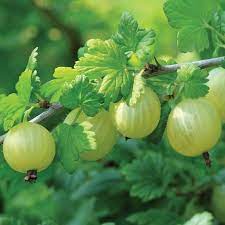 Check spelling or type a new query. Invicta Gooseberry Gooseberry Plants Stark Bro S