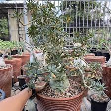 Image result for Dorstenia buchananii