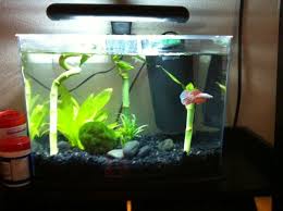 This tank comes complete with filtration system, opaque dividers, and two color lights. I Need Pics Of Your 2 Gallon Tanks Page 5 Aquarium Fish Tank Betta Fish Care Betta Fish Tank