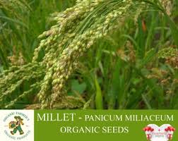 Image result for Panicum miliaceum