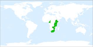 Image result for Romulea camerooniana