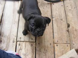 Search results for boston terrier pug mix puppy for sale in allentown, pennsylvania. Bugg Puppies Boston Terrier Pug Cross For Sale In Cranbrook British Columbia Nice Pets In Canada
