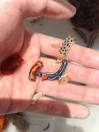 tiny sea slugs susse tiere tiere meeresschnecke