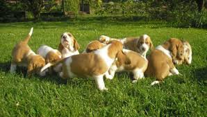 Image result for švycký honič