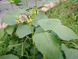 Image result for Vigna radicans