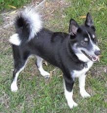 Black American Eskimo Dog A Black With White Huskimo Is Standing In Grass Its Mouth Is Open And Tongue Is Out Dogs Dog Breeds Hybrid Dogs