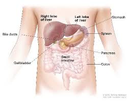 Primary liver cancer (cancer that starts in the liver) and secondary liver cancer (cancer that begins elsewhere and spreads to the liver) cause the same symptoms. Liver Cancer In Children Causes Symptoms Diagnosis And Treatment St Louis Childrens Hospital