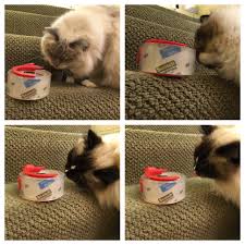 Reasons why cats eat plastic? Cats And Adhesive Tape Why Does Cat Love Adhesives On Tape