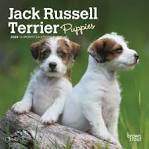 Russell Terrier Puppies For Sale - AKC PuppyFinder