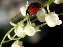 Art et energie (1 livre : Muguet Coccinelle French Etc