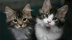 Mykittensite is one of the trusted and reliable pet site for pet selling in all over india with a wide range of pets.we also manage a wide range of cat sale in india with in premium quality pets in reasonable rates. Puppy And Kitten Sales At Pet Shops Set To Be Banned Bbc News
