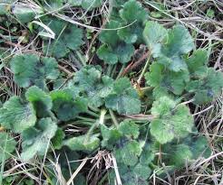 Image result for Rinorea laurentii