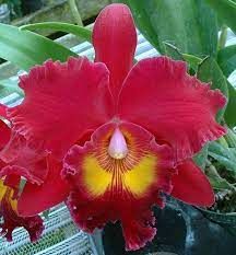 Pin On Orchids