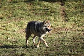 Check spelling or type a new query. Loup En France Les Derniers Chiffres Officiels Et Le Maintien Du Taux De 19 De Prelevements Le Chasseur Francais