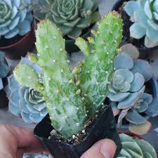 Image result for Opuntia monacantha