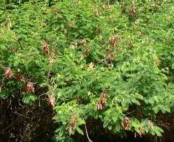 Image result for Acacia ataxacantha