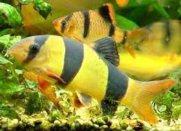 Botia Payaso Wikipets Peces De Acuario Peces De Colores Peces Tropicales