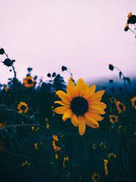 Beautiful Flowers Nature Tumblr Wallpapers Daisy Fields Photography Colors Landscape Https Sunflower Wallpaper Nature Photography Tumblr Backgrounds